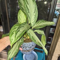 Chinese Evergreen Plants In 7in Ceramic Pots With Plates And Stones  $22 Ea