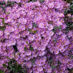 Pink Ice Plant 1 Gallon