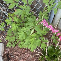 bleeding heart plants 