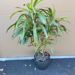 Beautiful Lemon Lime Dracaena $40