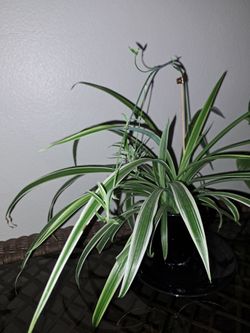 Spider Plant