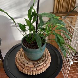 Plant In Ceramic Green Pot .