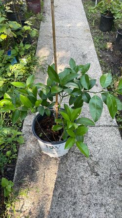 Meyer lemon tree
