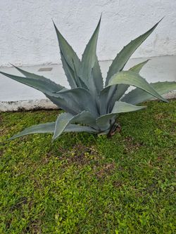 Blue Agave plant