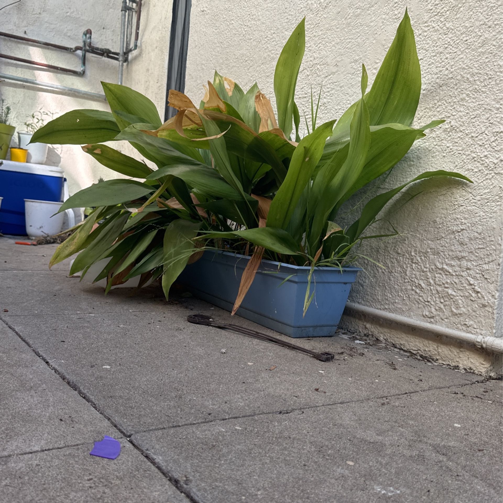Free Plants for Sale in San Diego, CA OfferUp