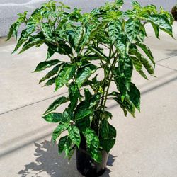 Datil Peppers 