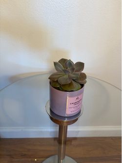 Plant