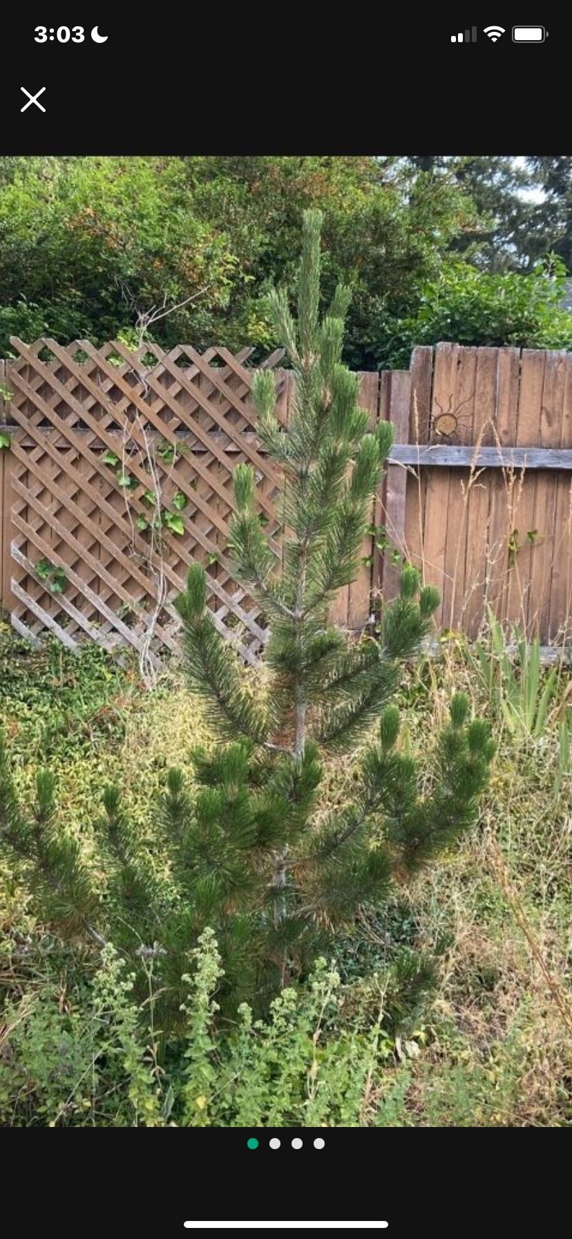 Rare Pinus heldreichii Bosnian Pine Tree