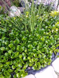 Pond plants 🌱