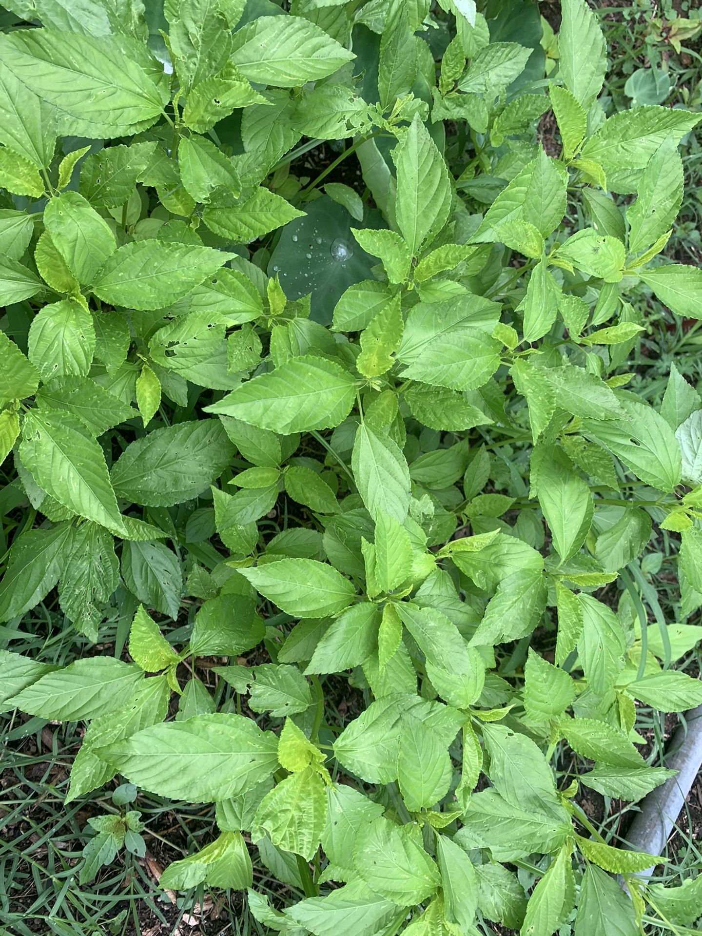 500+Green Jute Seeds, Egyptian Spinach,Saluyot, Molokhia,