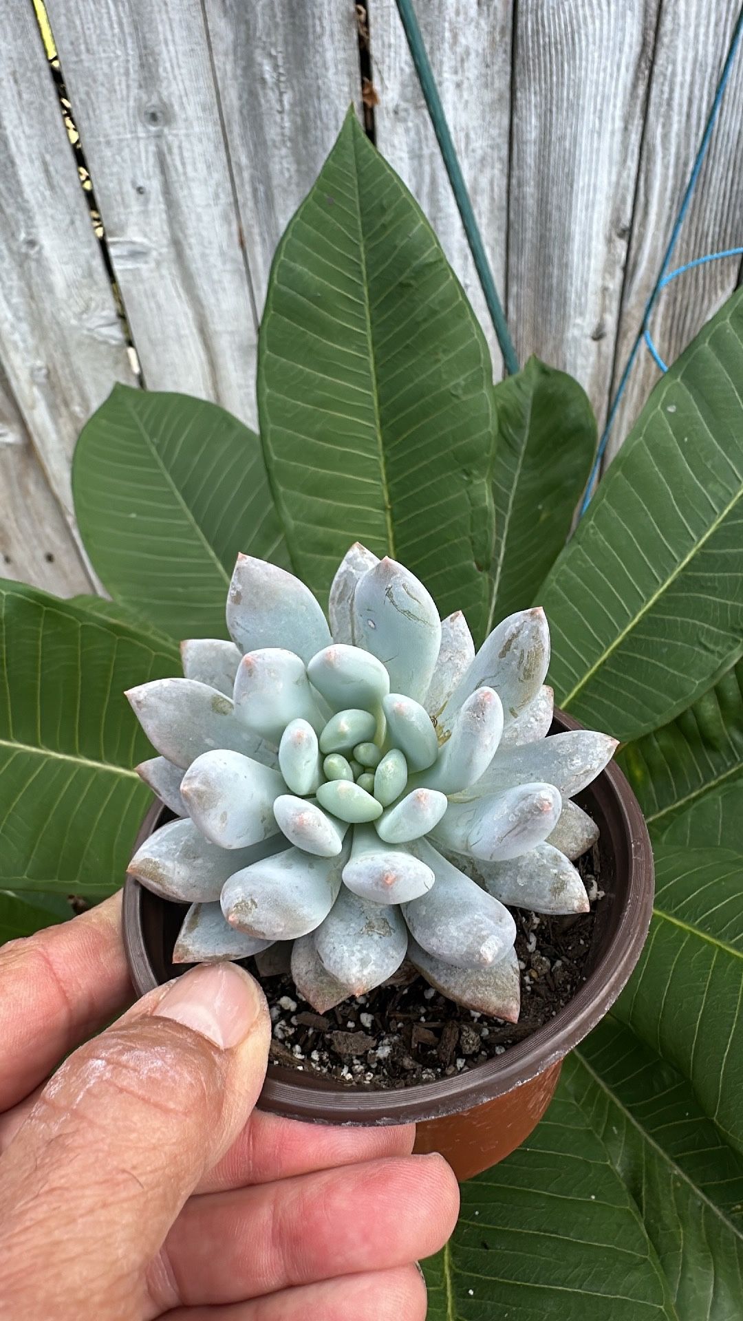 4” Succulents