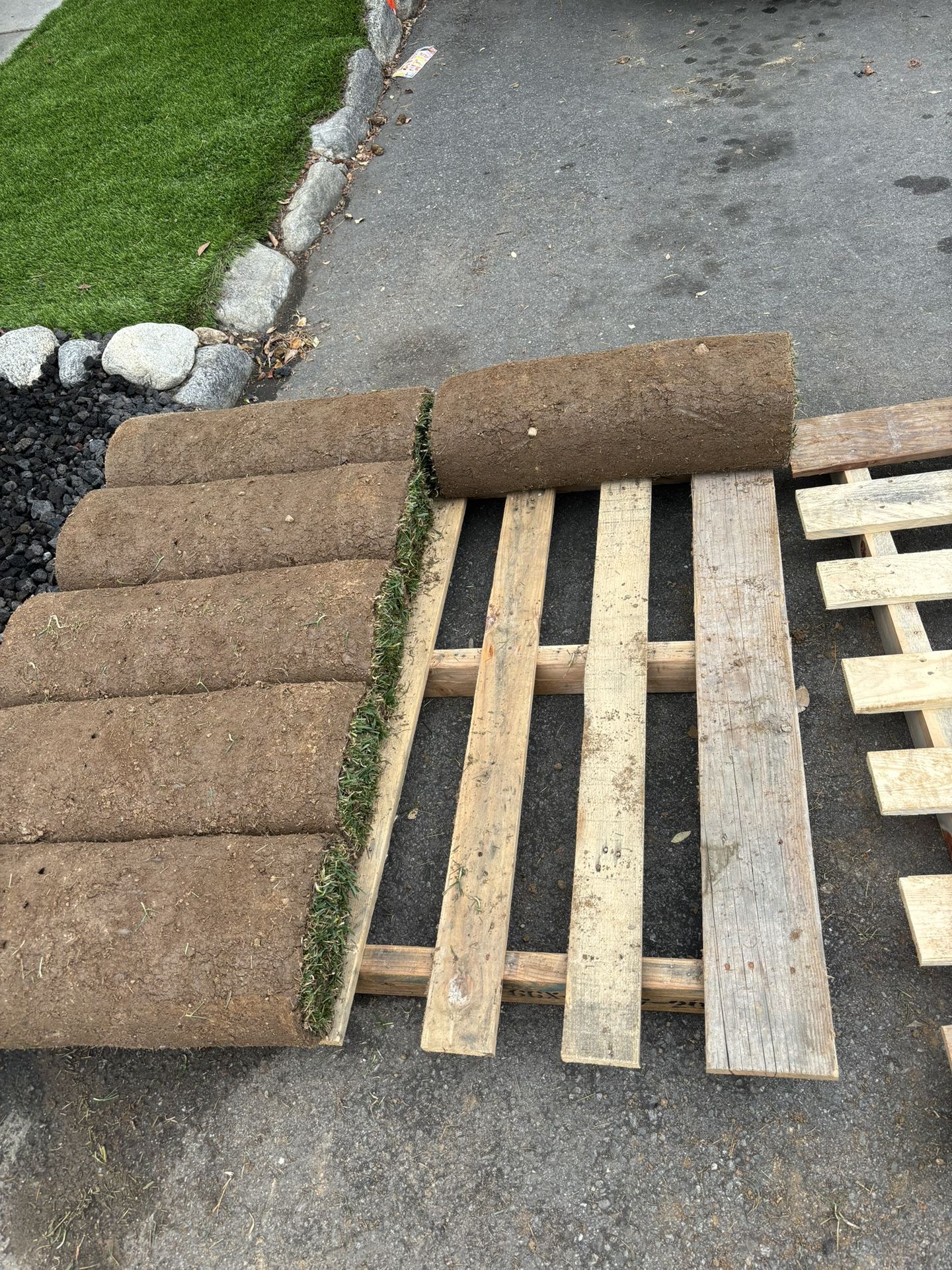 Sod Fescue