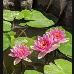 Water Lilly Plant $ 25 For Each Pot Pick Up At French Valley Winchester Or West Hemet 