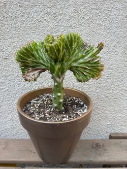 Coral Cactus Plant