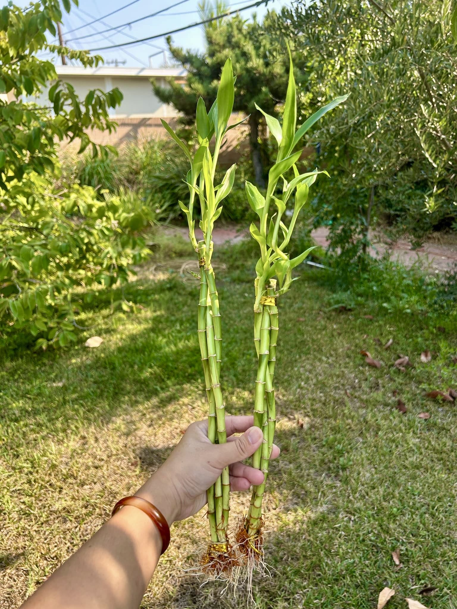 Set Of Two Braided Lucky Bamboo Live Plant $5/set