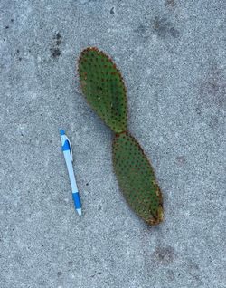 Plants - Unique Cacti Variety Cuttings. Most are Over 18” Tall. ONLY: $5 Each, or 3 for $10.
