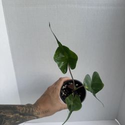 Alocasia Stingray 