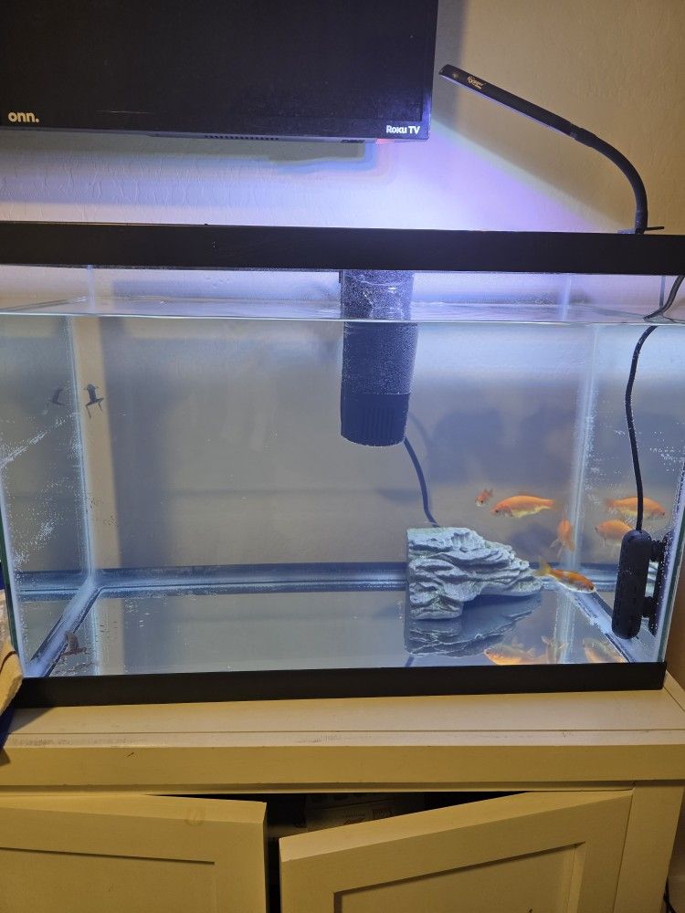 Free Fish And Fish Tank