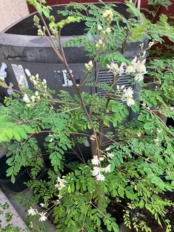 Drumstick tree plant big