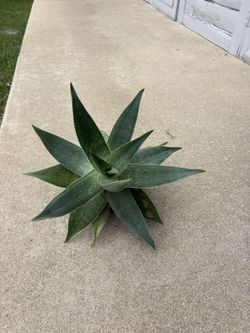 Coral Aloe Striata 