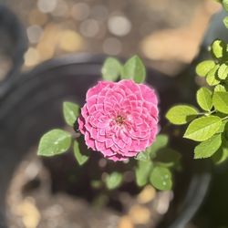 Special Garden Rose Plants - Various  