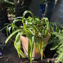 Pregnant Onion Plant 