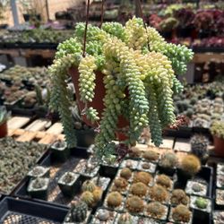 Donkey Tail Succulent 