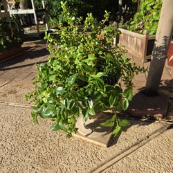 Aptinia And Elephant Food Plant In 10in Pot