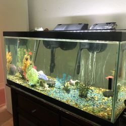 fish tank  36'x18'x18'  with 3 filters and  fishes 
