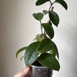 Hoya Wax Plant 