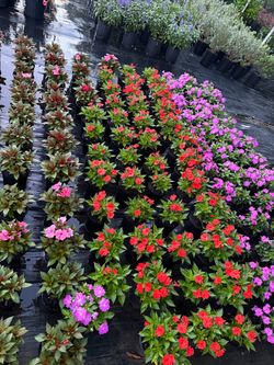 Sunpatients 1gl - Color Variety