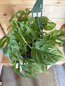 Monstera Adansonii also known as the Swiss Cheese Plant