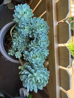 Large echeveria succulent plant