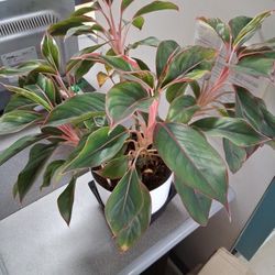 Beautiful And Healthy Asian Evergreen Indoor House Plant