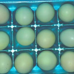 12  OLIVE EGGER HATCHING CHICKEN EGGS (F1 & F2) EASTER EGGERS.