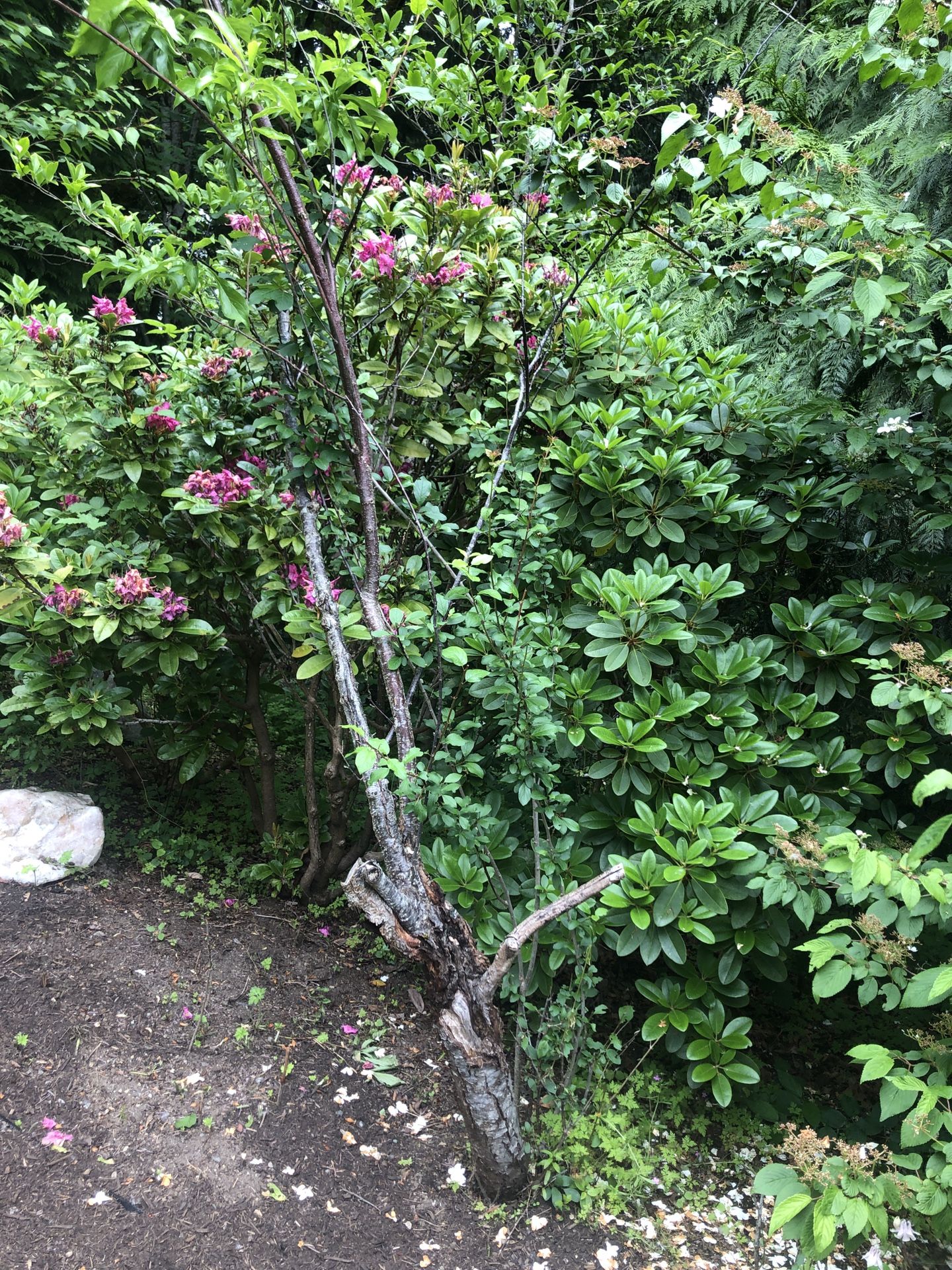 A Medium Sized Tree For Sale