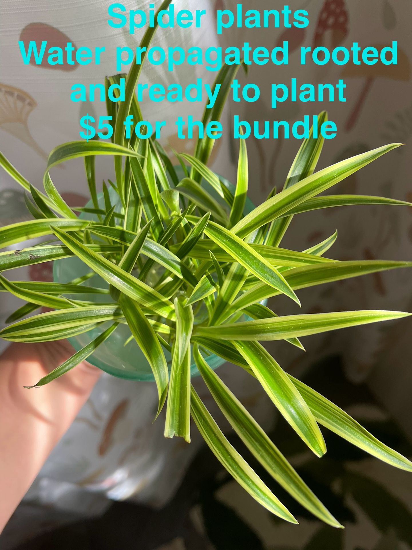 House plant