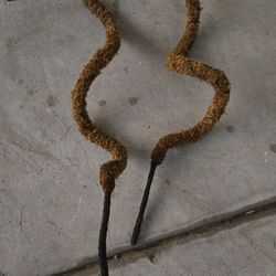 Moss Poles for Plant Support 