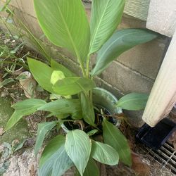 Canna Lily