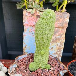Larryleachia (Trichocaulon ) Cactiforme Cactus Imported Thailand 