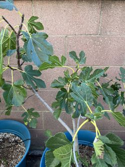 White Fig Tree