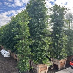 Ficus