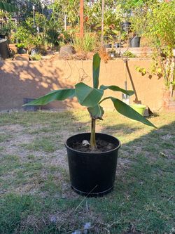 Banana tree plants