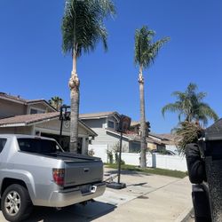 Palm Tree