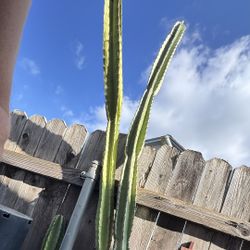 8’ Peruvian apple Cactus X 2