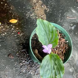 Flower Peacock Plant Available 6”