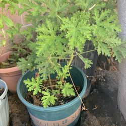 Citronella Plant 🪴