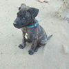 Carlos