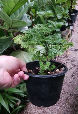 Parsely Leaf Aralia Houseplant Landscape Plant Pre bonsai