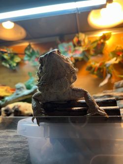 Zen Habitats 4x2x2 PVC Enclosure + Stand + Arcadia UVB Setup — $600 obo ($870 value)
